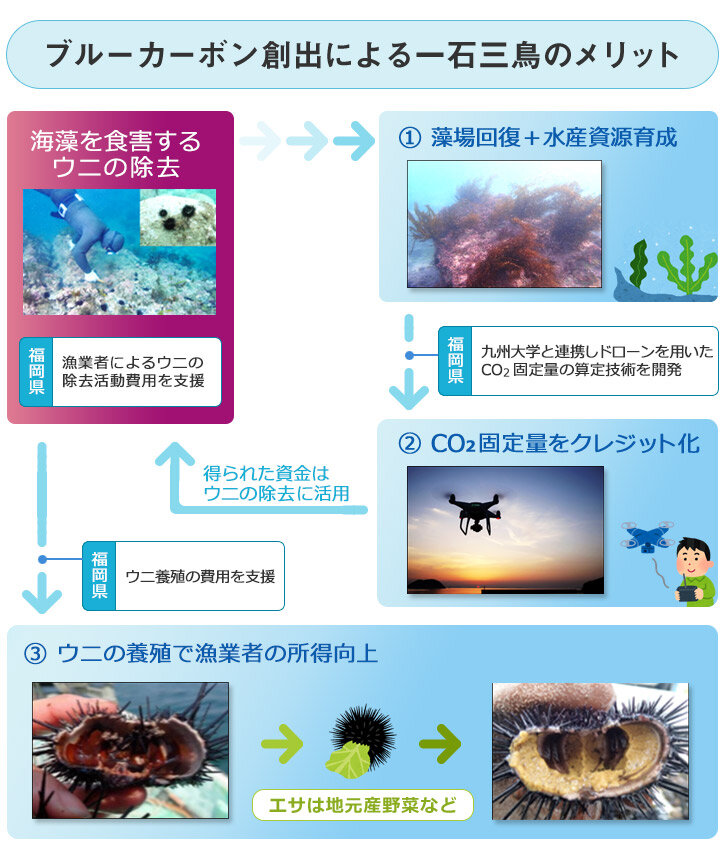 ブルーカーボン創出による一石三鳥のメリット
