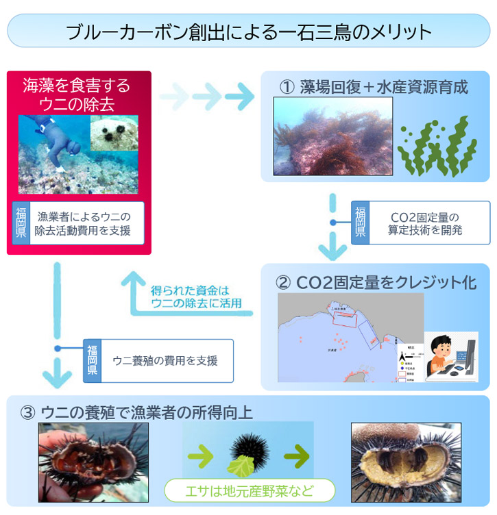 ブルーカーボン創出による一石三鳥のメリット